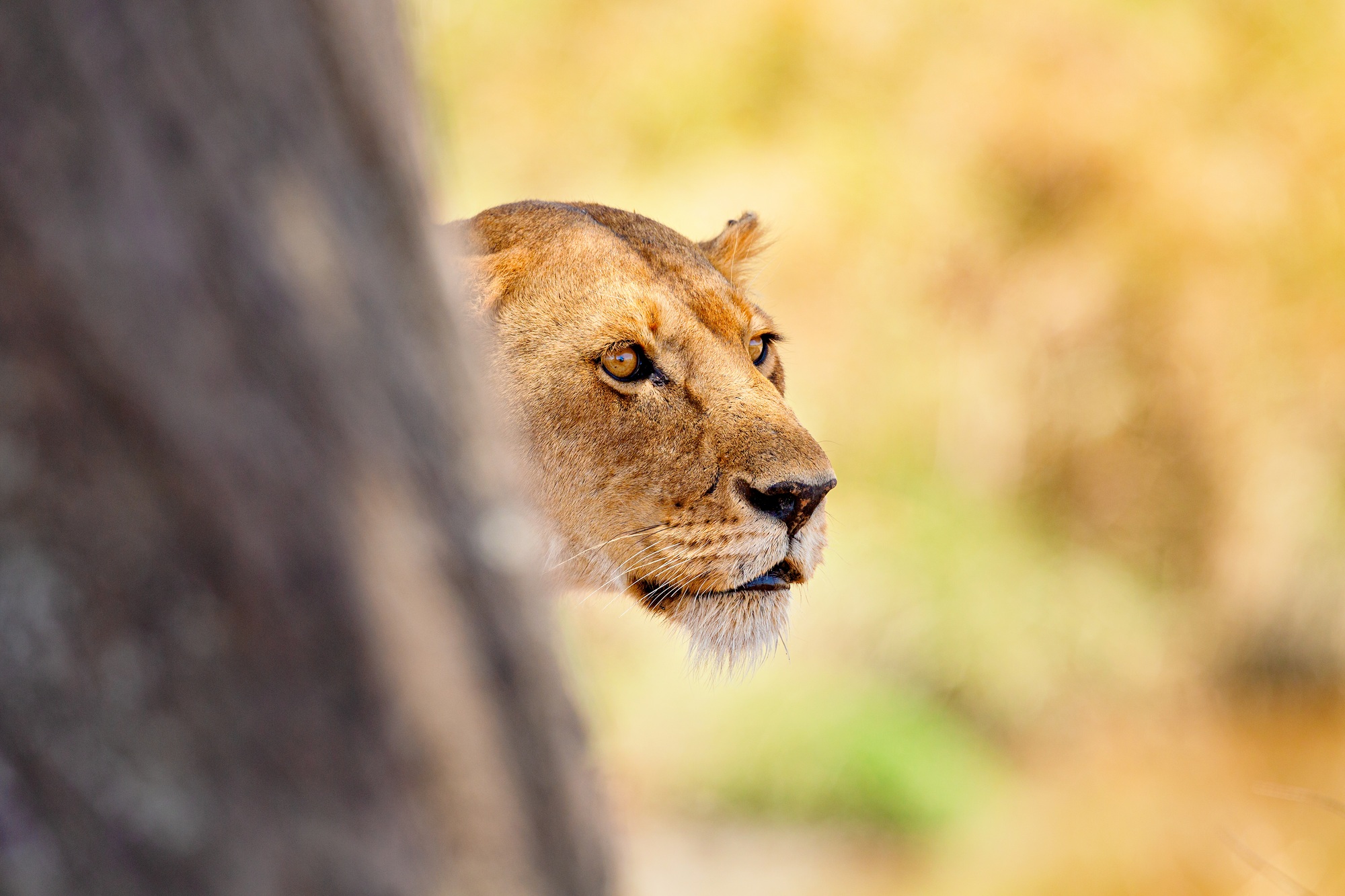 Lioness in Tanzania