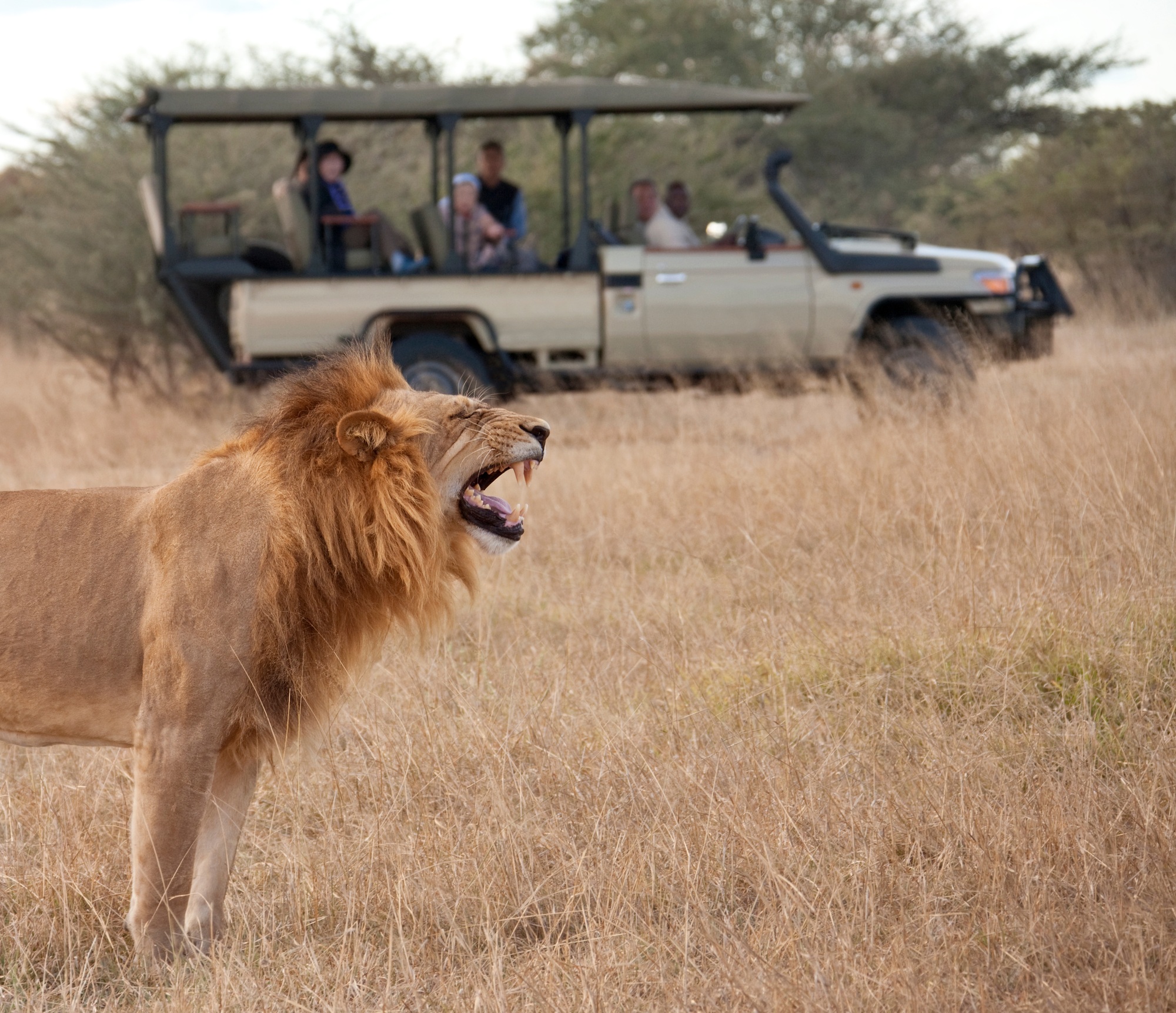 Safari game drive at sunset