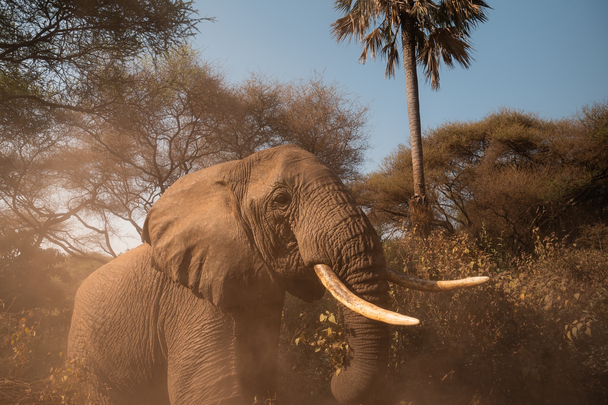 Elephant at Lake Manyara