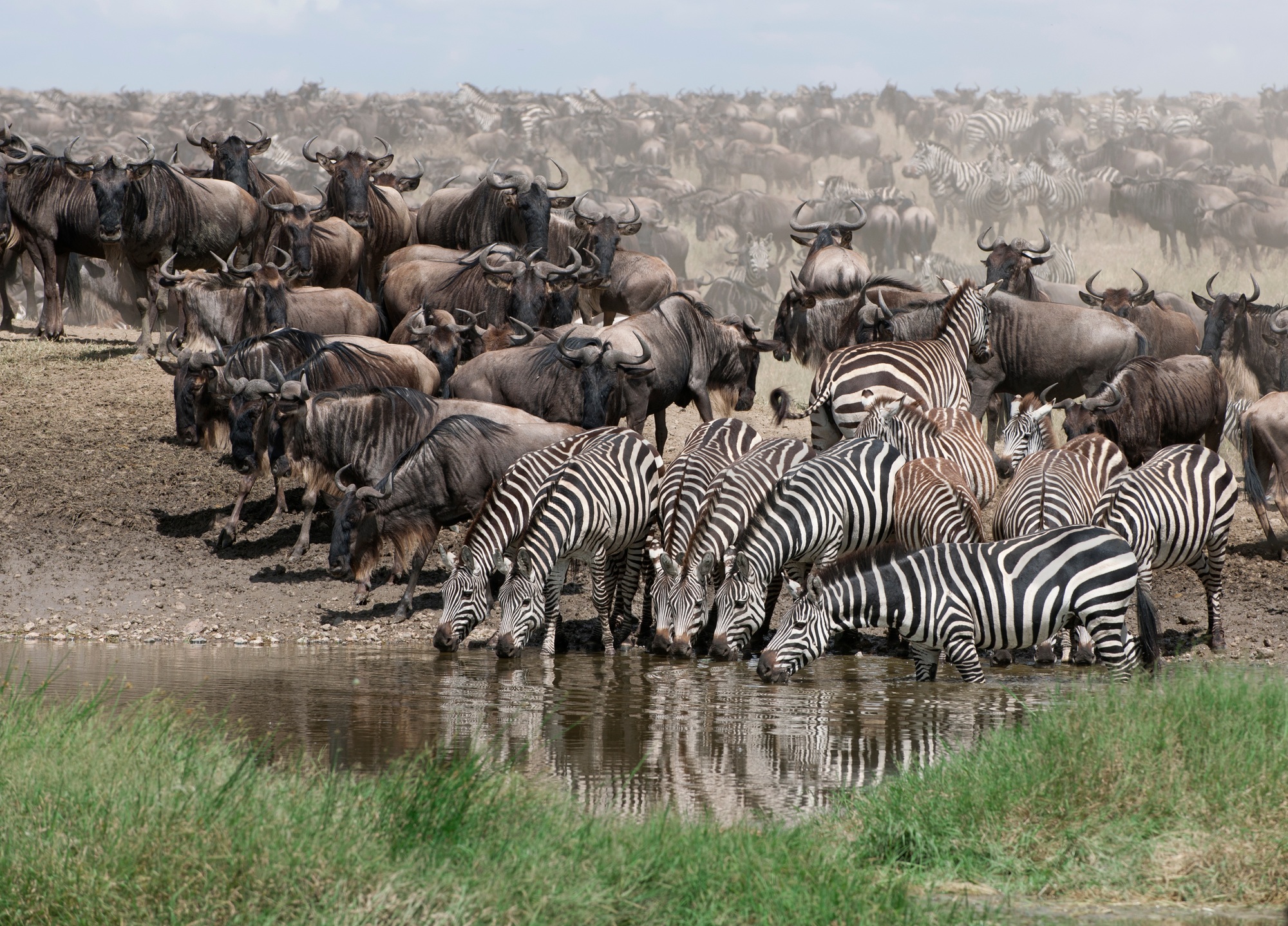 Zebras at Serengeti