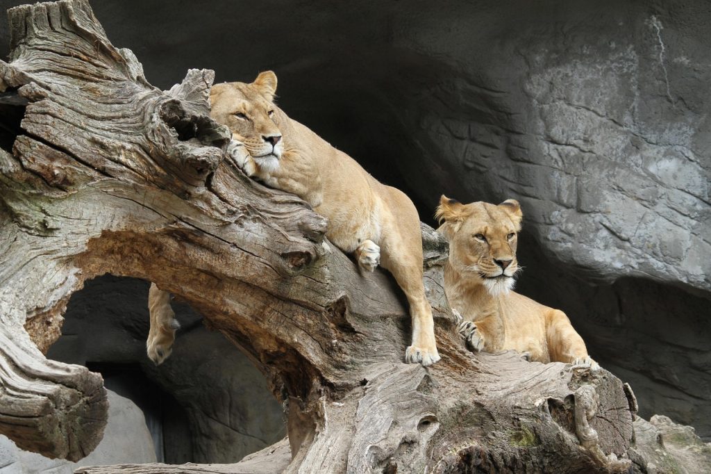 lion, africa, predator, nature, wildcat, serengeti