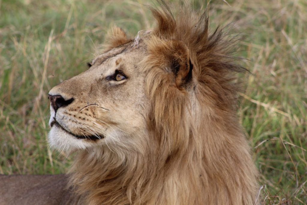 Close-up portrait of a majestic lion with a lush mane, capturing its regal essence in the wild.