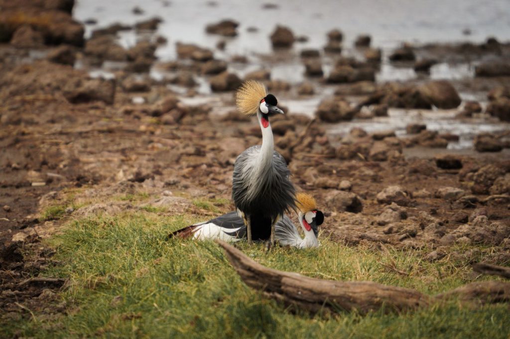 Two grey crowned cranes in a serene natural habitat in Tanzania.