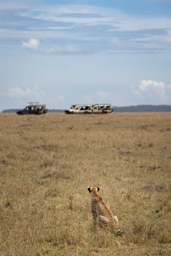 A lone cheetah sits in the savannah, watching safari vehicles under a bright sky.