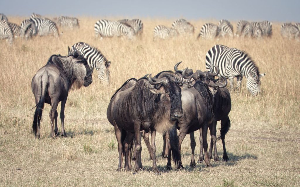 A herd of wildebeest and zebras grazing in the Maasai Mara, Kenya.
