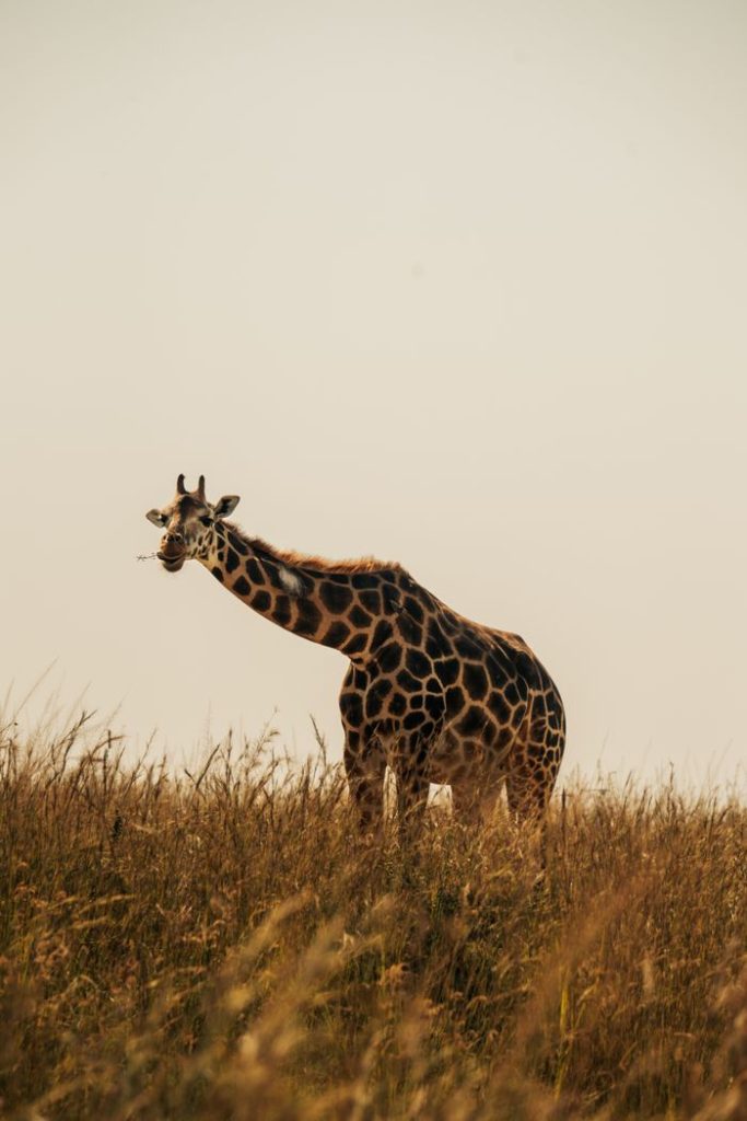 A majestic giraffe stands gracefully in the savannah grassland during daylight, showcasing nature's beauty.