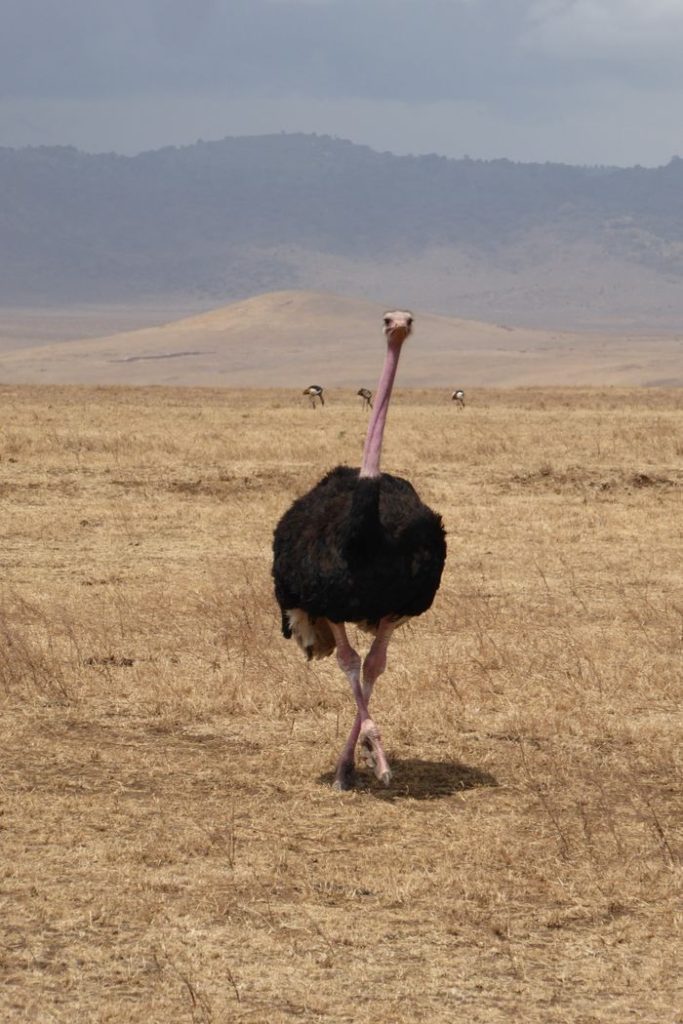 Capture of a wild ostrich roaming the expansive grasslands of Arusha, Tanzania.