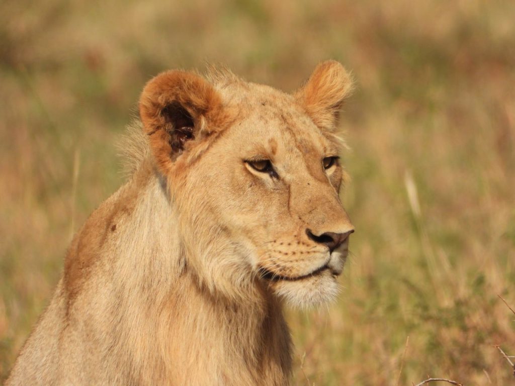 Close-up portrait of a lioness in the wild, showcasing the majestic feline's calm and focused expression.